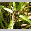 Autographa gamma - Gammaeule 01.jpg